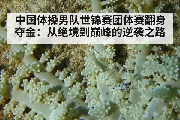 中国体操男队世锦赛团体赛翻身夺金：从绝境到巅峰的逆袭之路